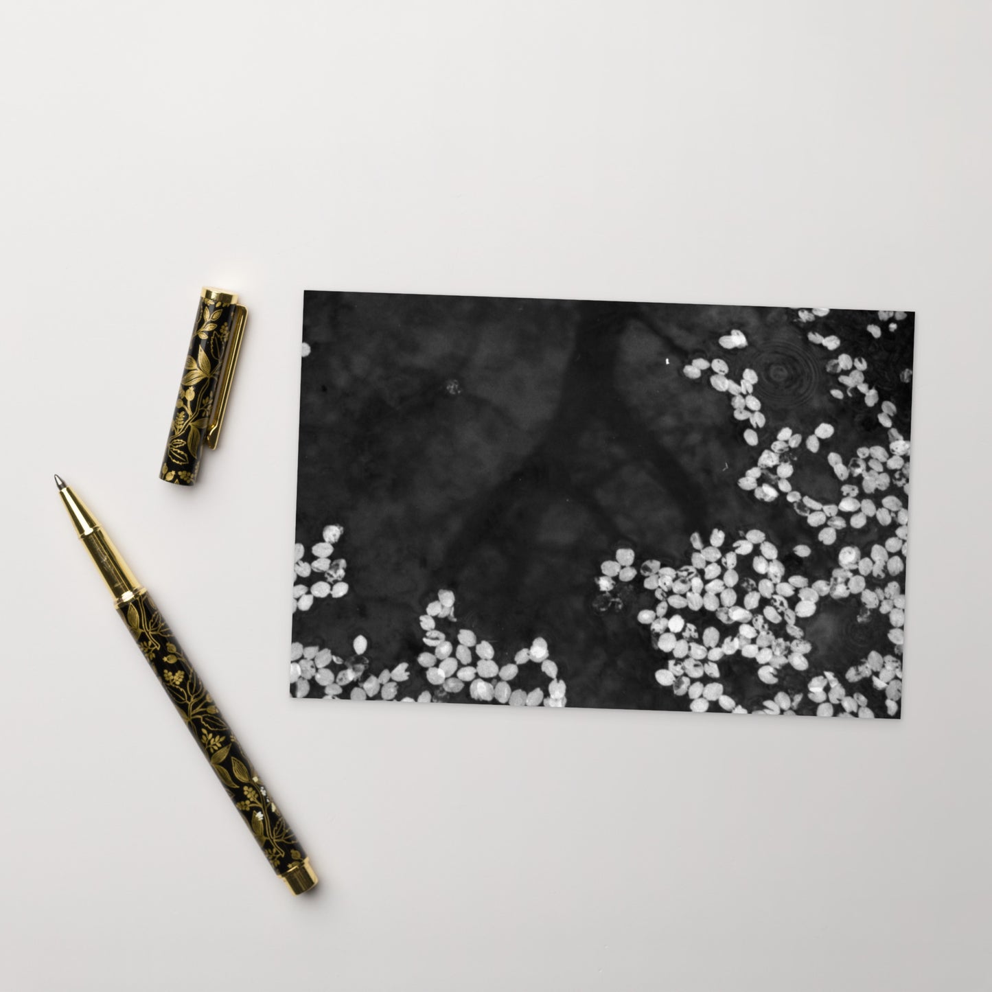 Cherry Blossom Petals on Water Surface (B&W) - Postcard, Front View