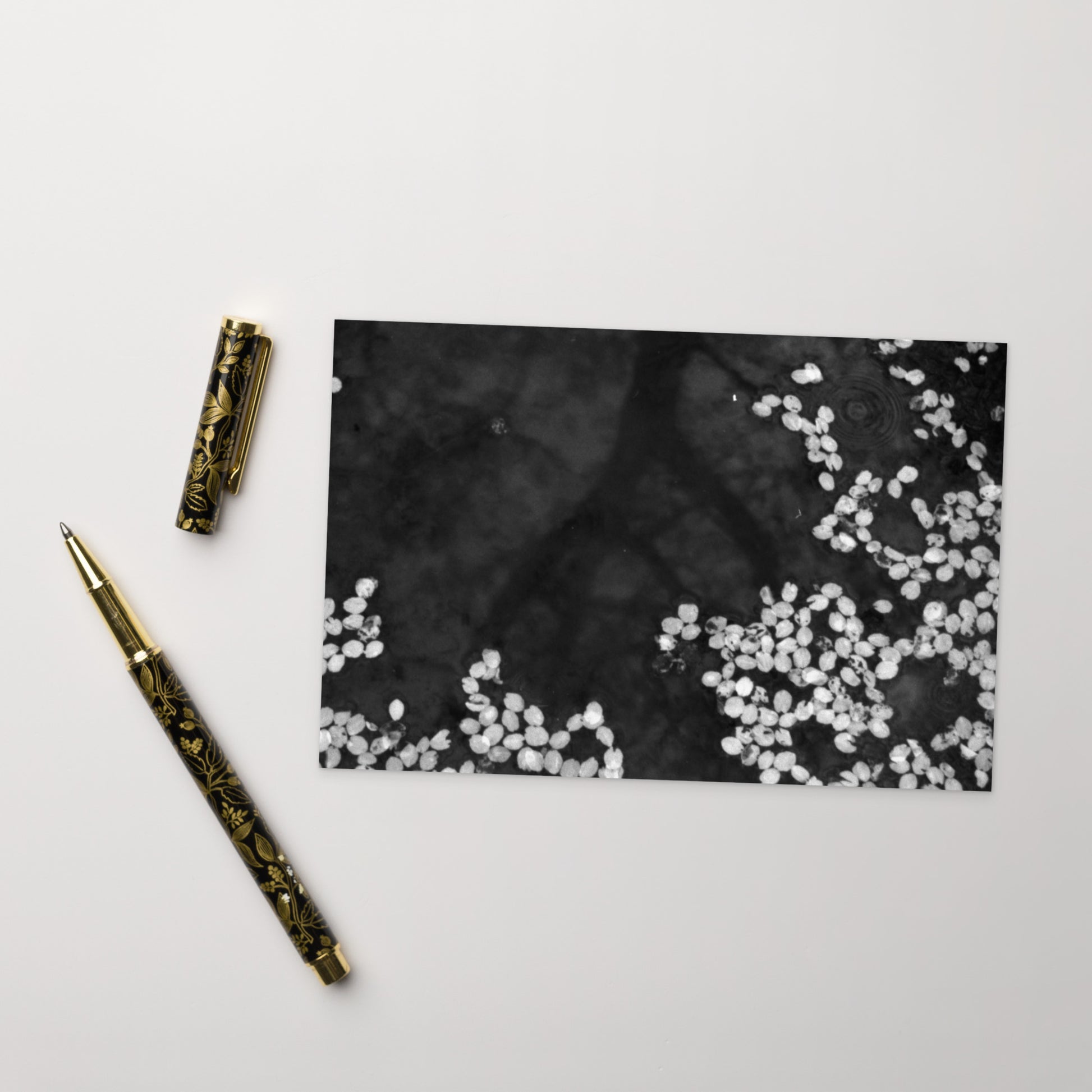 Cherry Blossom Petals on Water Surface (B&W) - Postcard, Front View