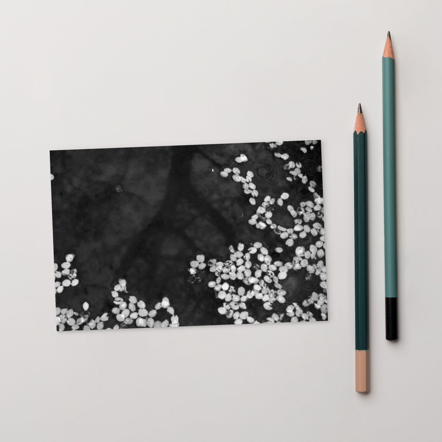 Cherry Blossom Petals on Water Surface (B&W) - Postcard, Front View
