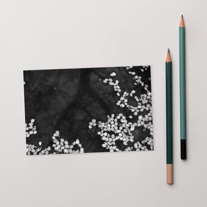 Cherry Blossom Petals on Water Surface (B&W) - Postcard, Front View