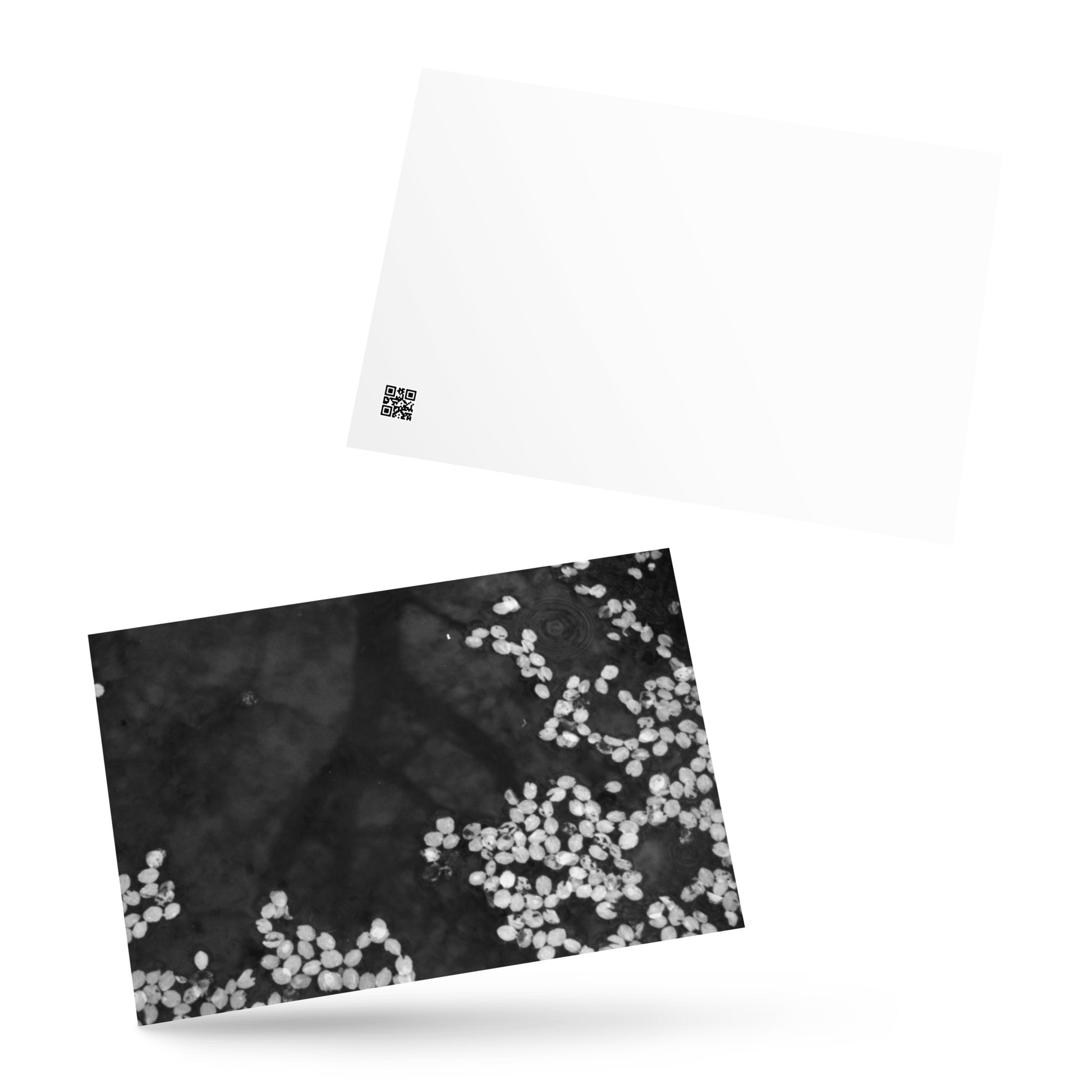 Cherry Blossom Petals on Water Surface (B&W) - Postcard, Front View