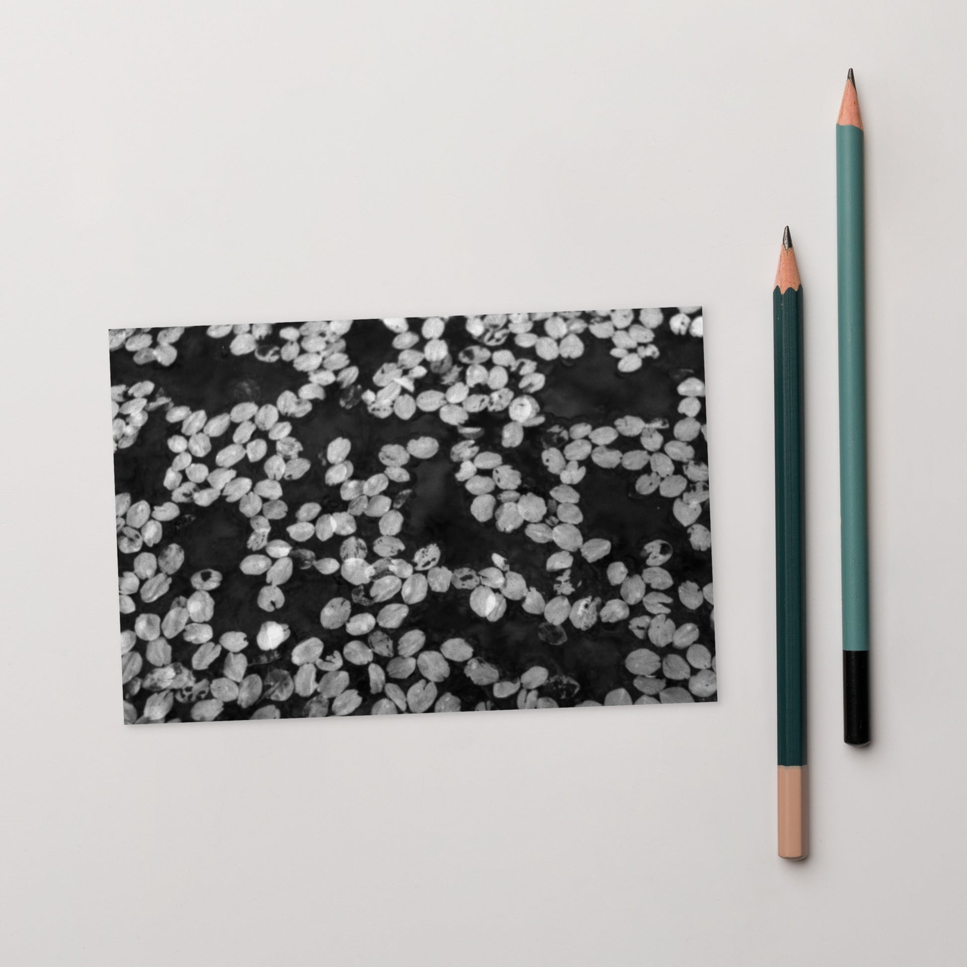 Cherry Blossom Petals in Puddle (B&W) - Postcard