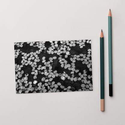 Cherry Blossom Petals in Puddle (B&W) - Postcard