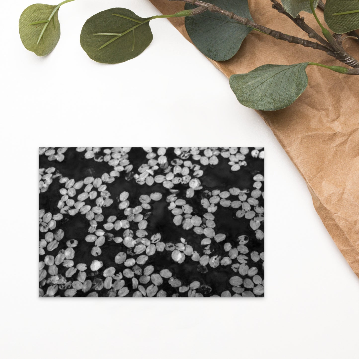 Cherry Blossom Petals in Puddle (B&W) - Postcard