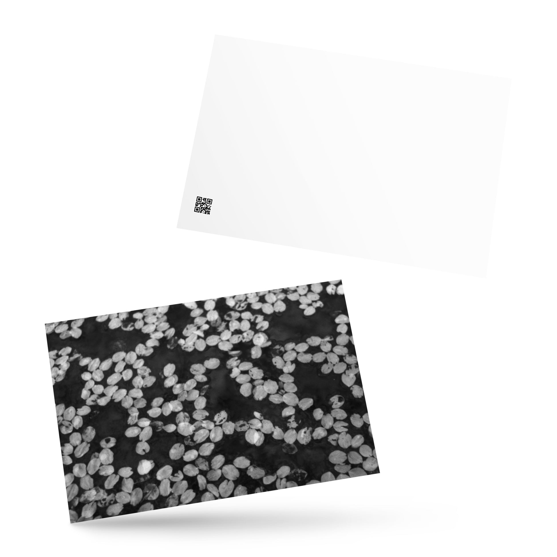 Cherry Blossom Petals in Puddle (B&W) - Postcard