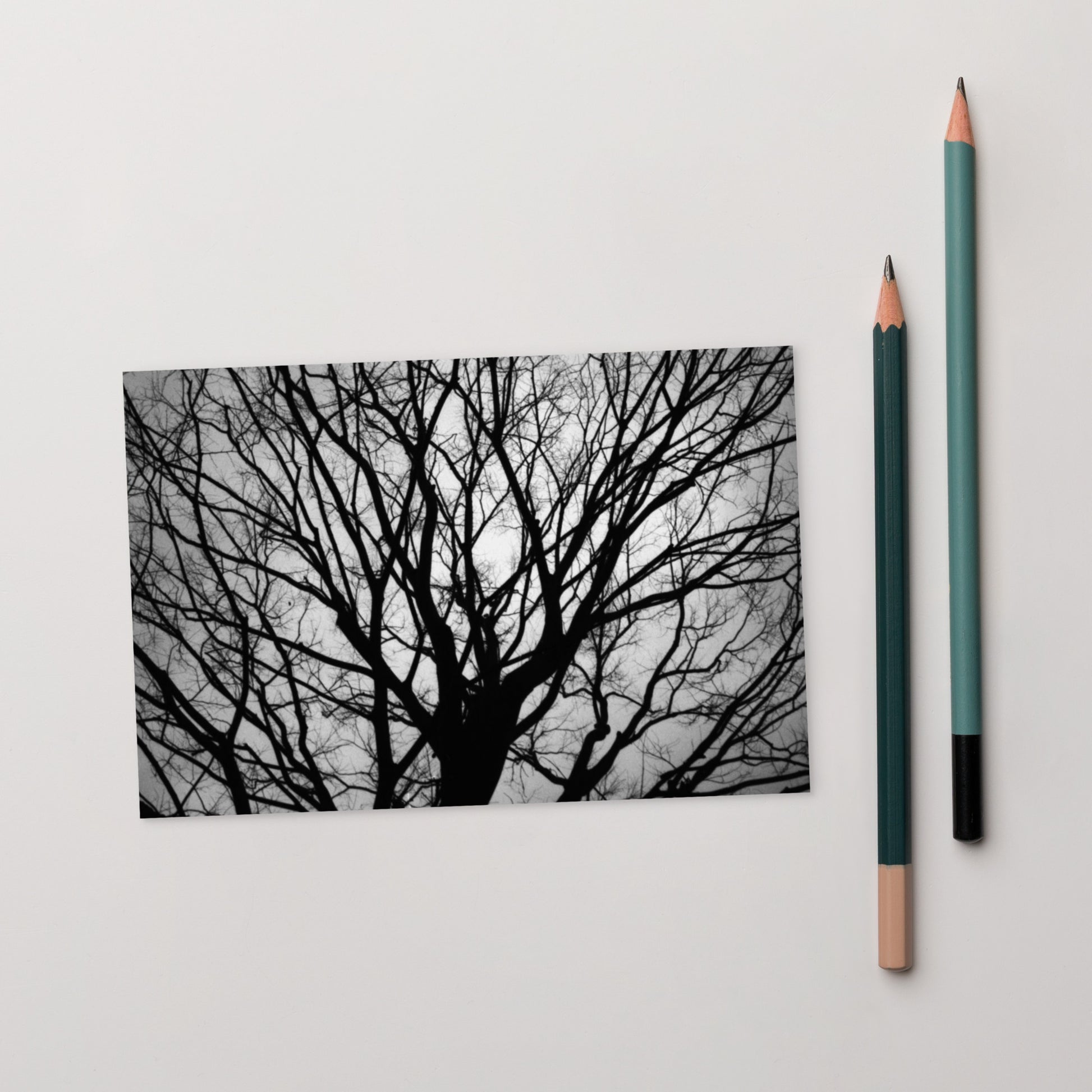 Tree B and W Postcard