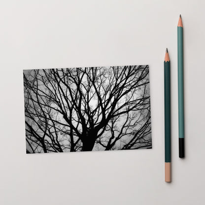 Tree B and W Postcard