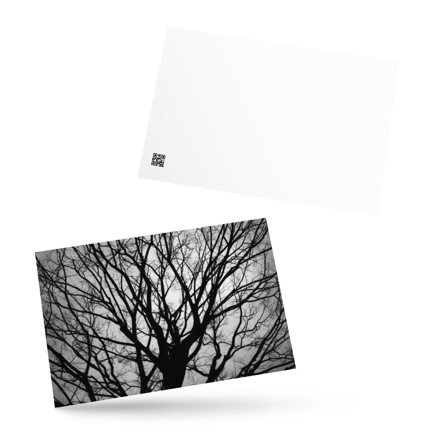 Tree B and W Postcard