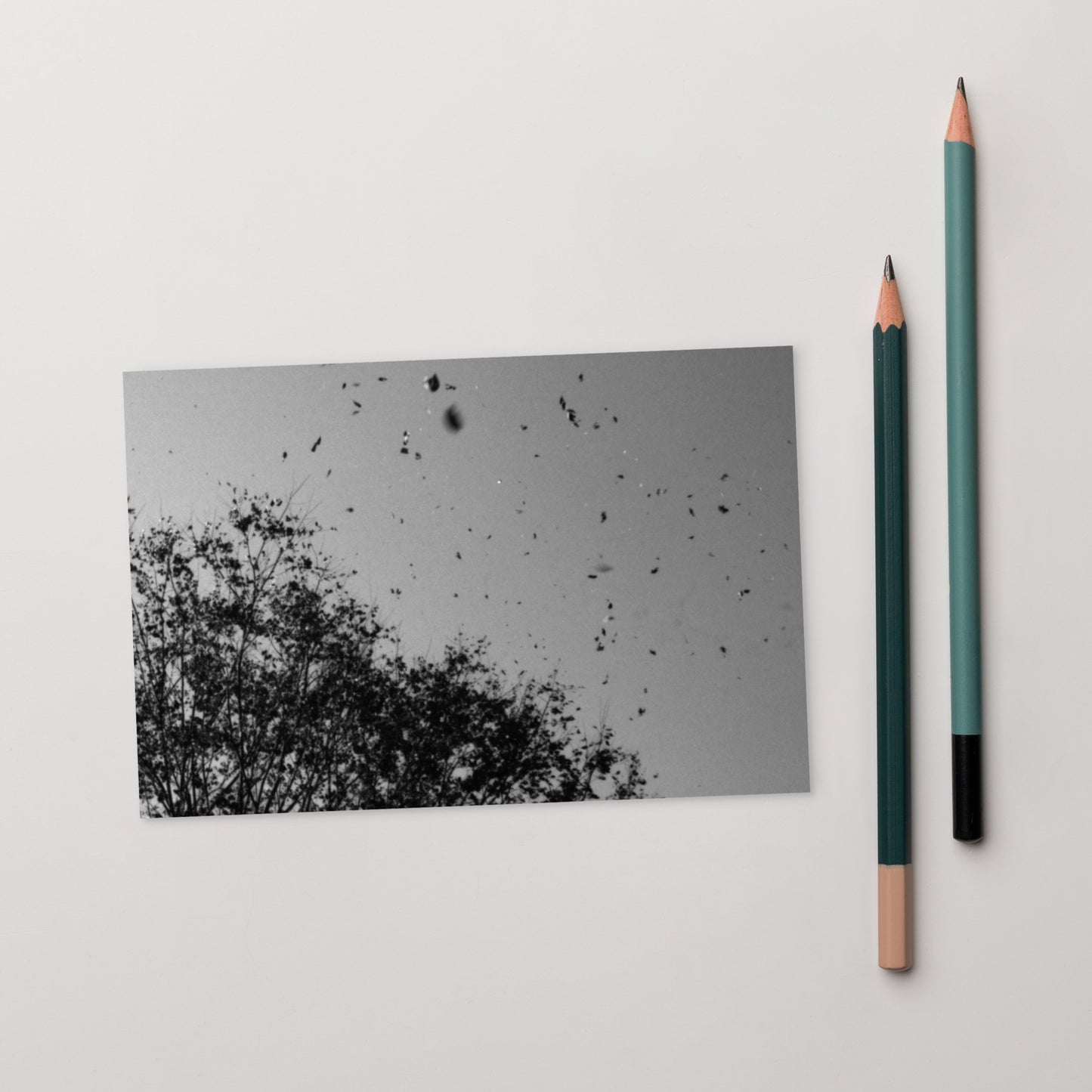 Leaves Dancing in Wind (B&W) - Postcard Front View