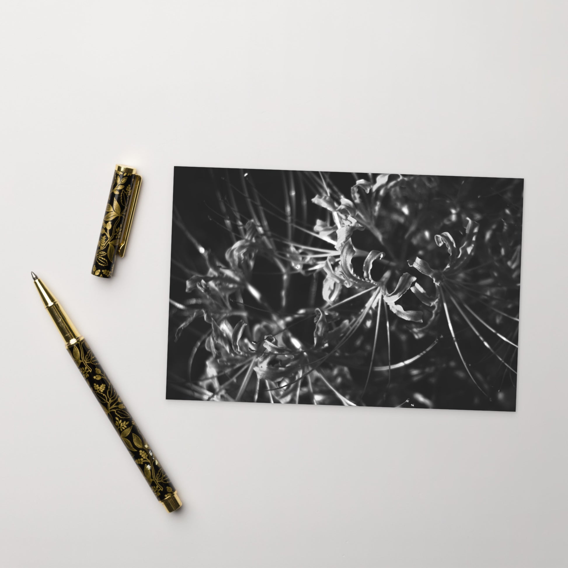 Red Spider Lily (B&W) Postcard, front view