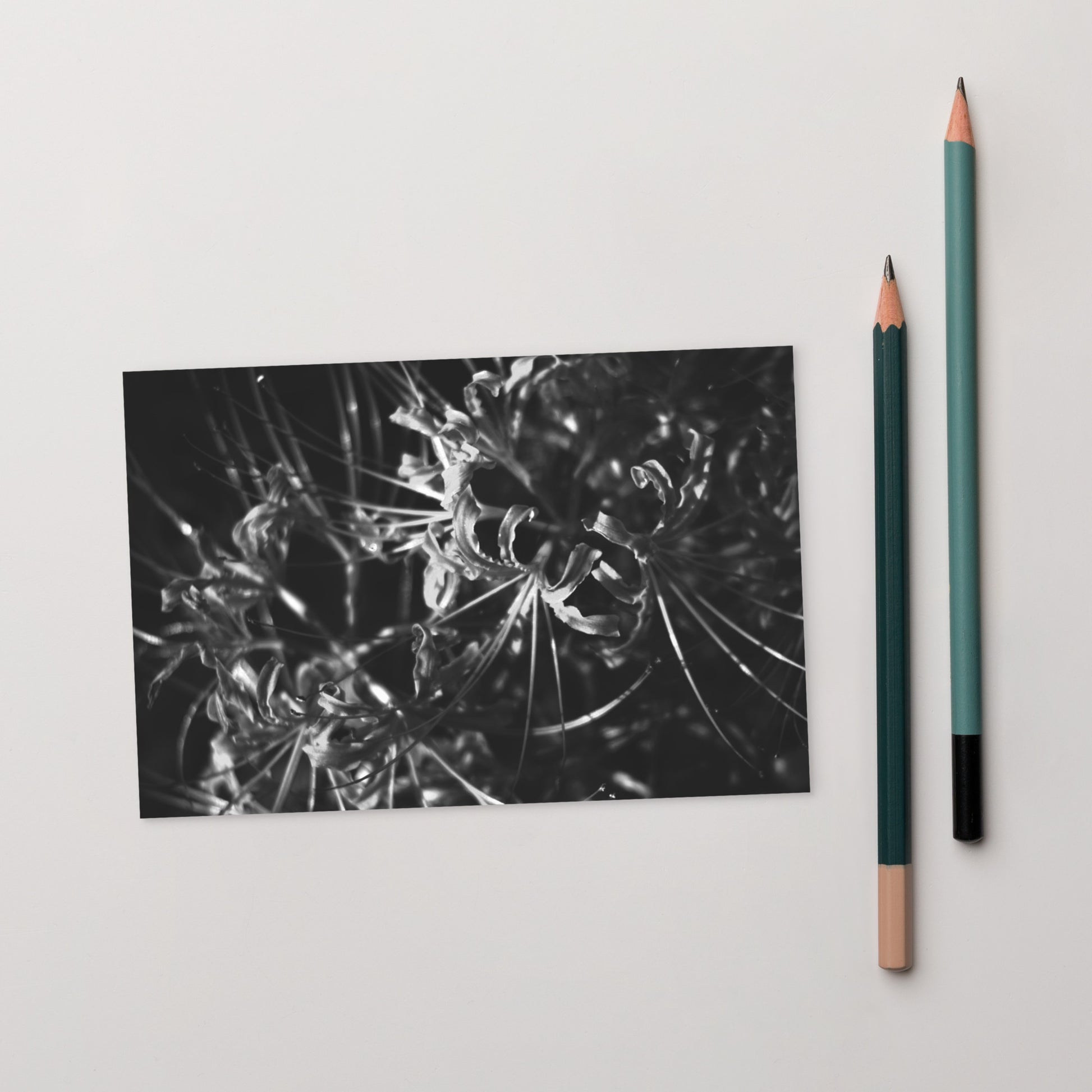 Red Spider Lily (B&W) Postcard, front view
