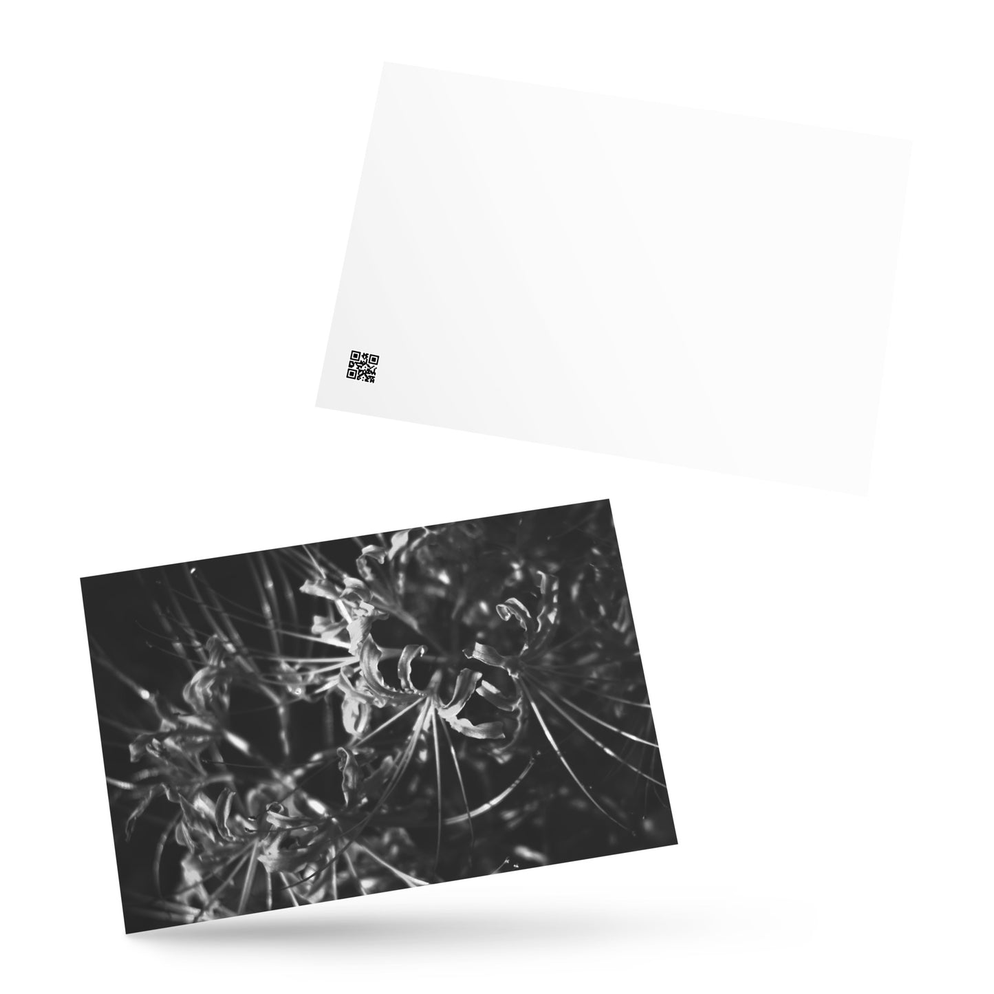 Red Spider Lily (B&W) Postcard, front view