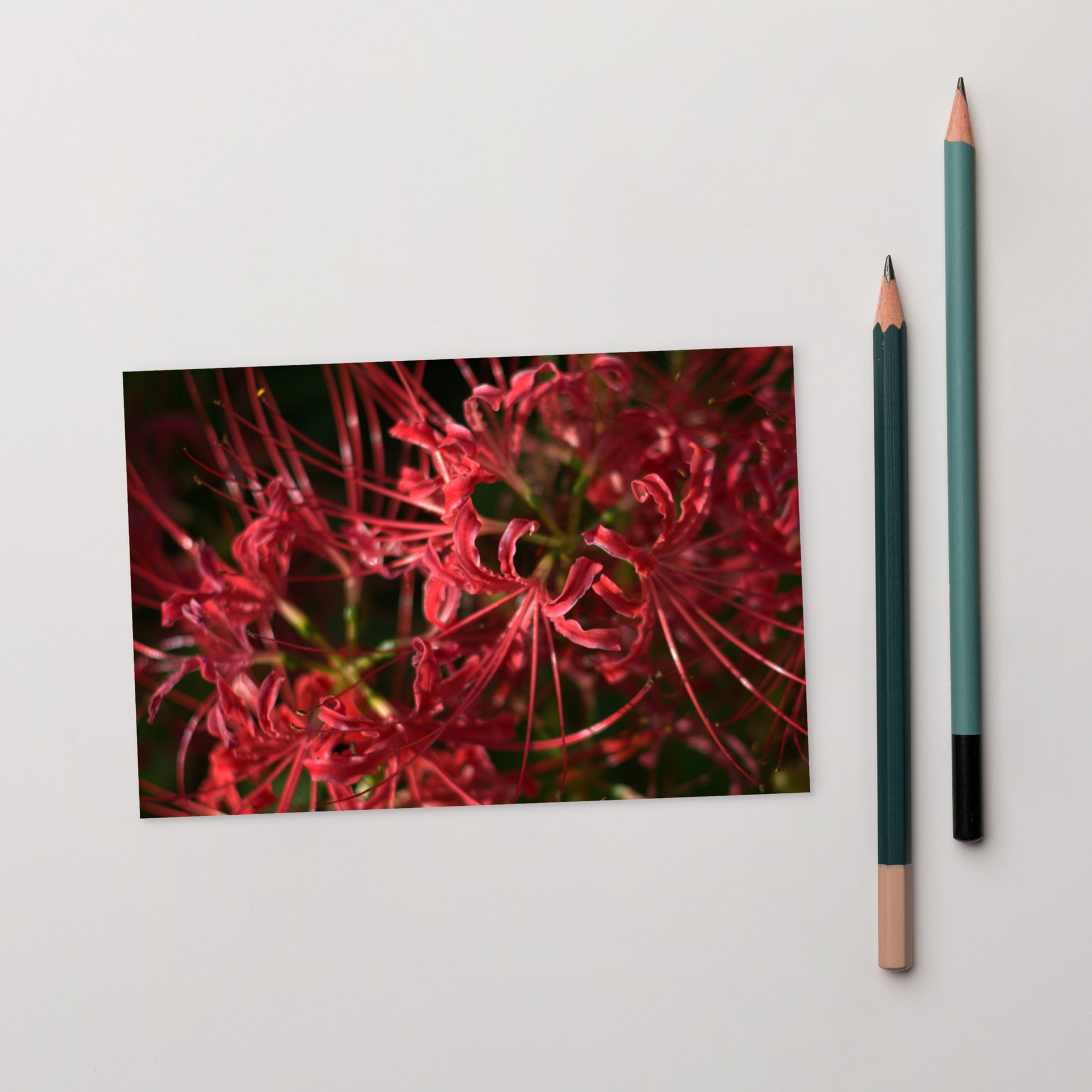 Red Spider Lily framed matte paper poster, white frame
