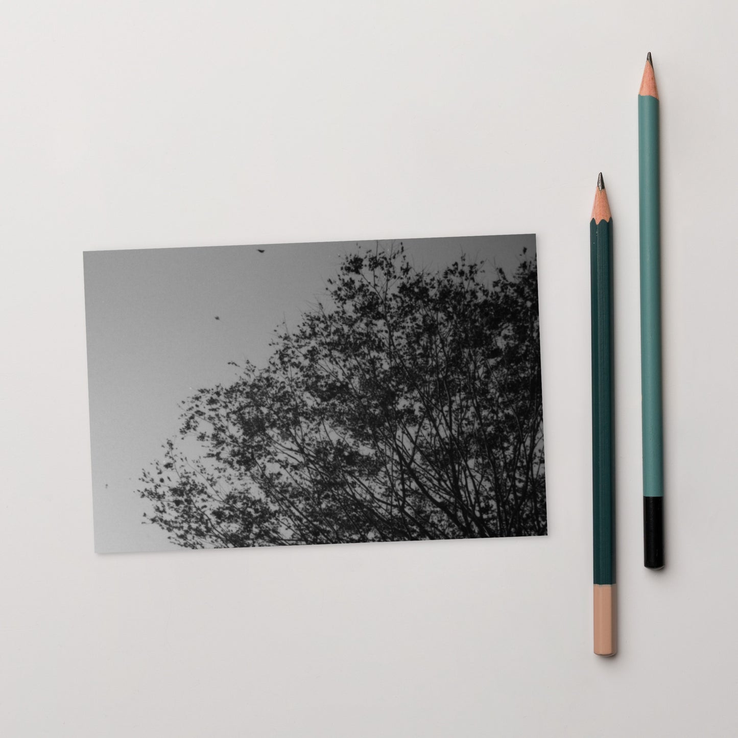 Minimalist mode style postcard featuring a 'Tree and Wind' black and white photo print / モードストリート系デザインのポストカード、「木と風」のモノクロ写真プリント（ポストカード）