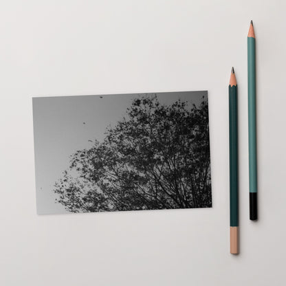 Minimalist mode style postcard featuring a 'Tree and Wind' black and white photo print / モードストリート系デザインのポストカード、「木と風」のモノクロ写真プリント（ポストカード）