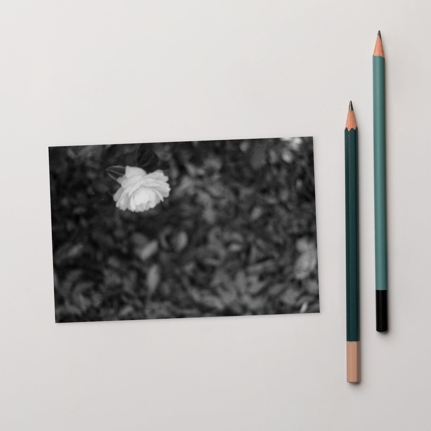 Minimalist mode style postcard featuring a 'Camellia Flower' black and white photo print / モードストリート系デザインのポストカード、「カメリア（椿）」のモノクロ写真プリント（アートカード）
