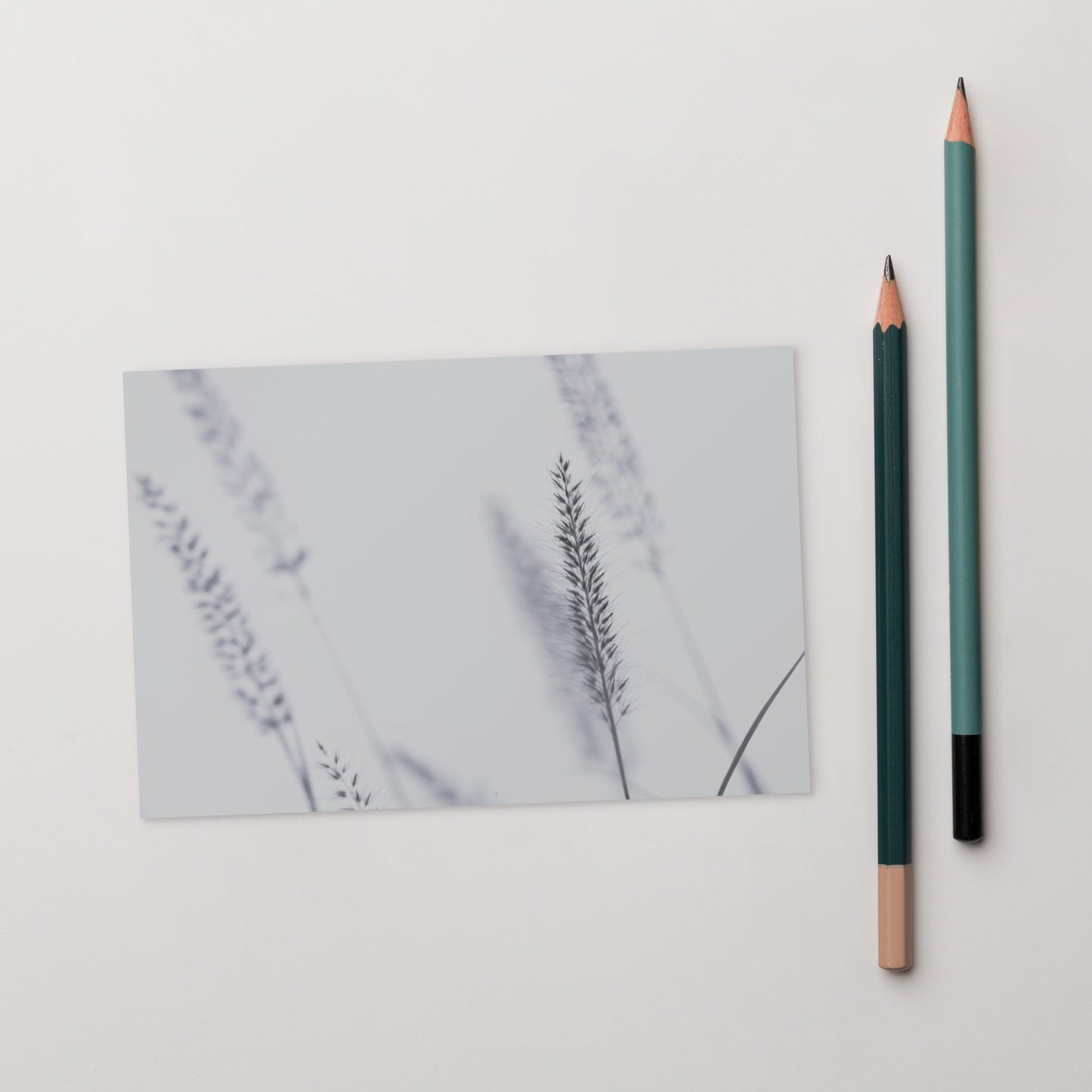 Minimalist mode style postcard featuring a 'Foxtail Grass' print / モードストリート系デザインのポストカード、「Foxtail Grass（エノコログサ）」のプリント（ポストカード）