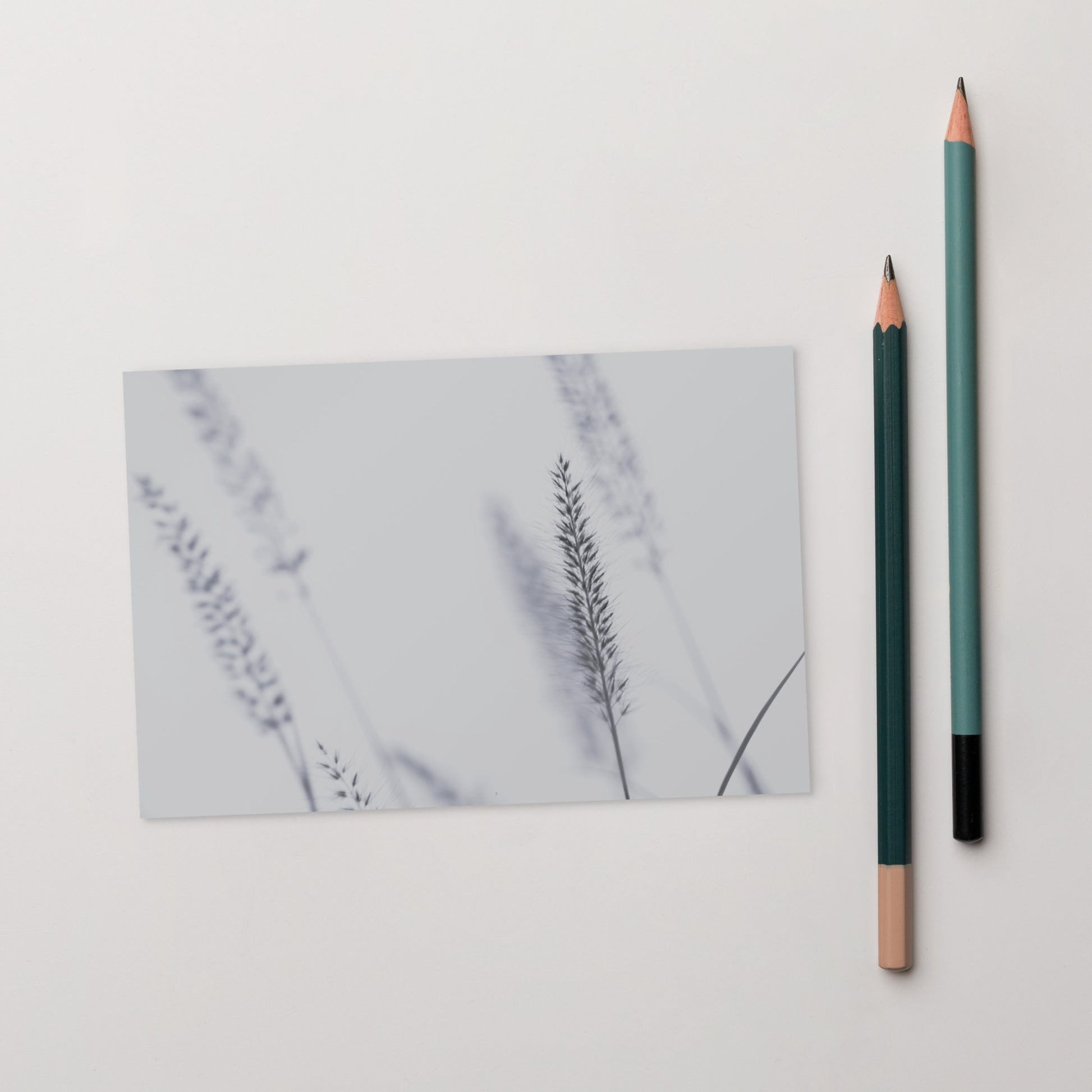 Minimalist mode style postcard featuring a 'Foxtail Grass' print / モードストリート系デザインのポストカード、「Foxtail Grass（エノコログサ）」のプリント（ポストカード）