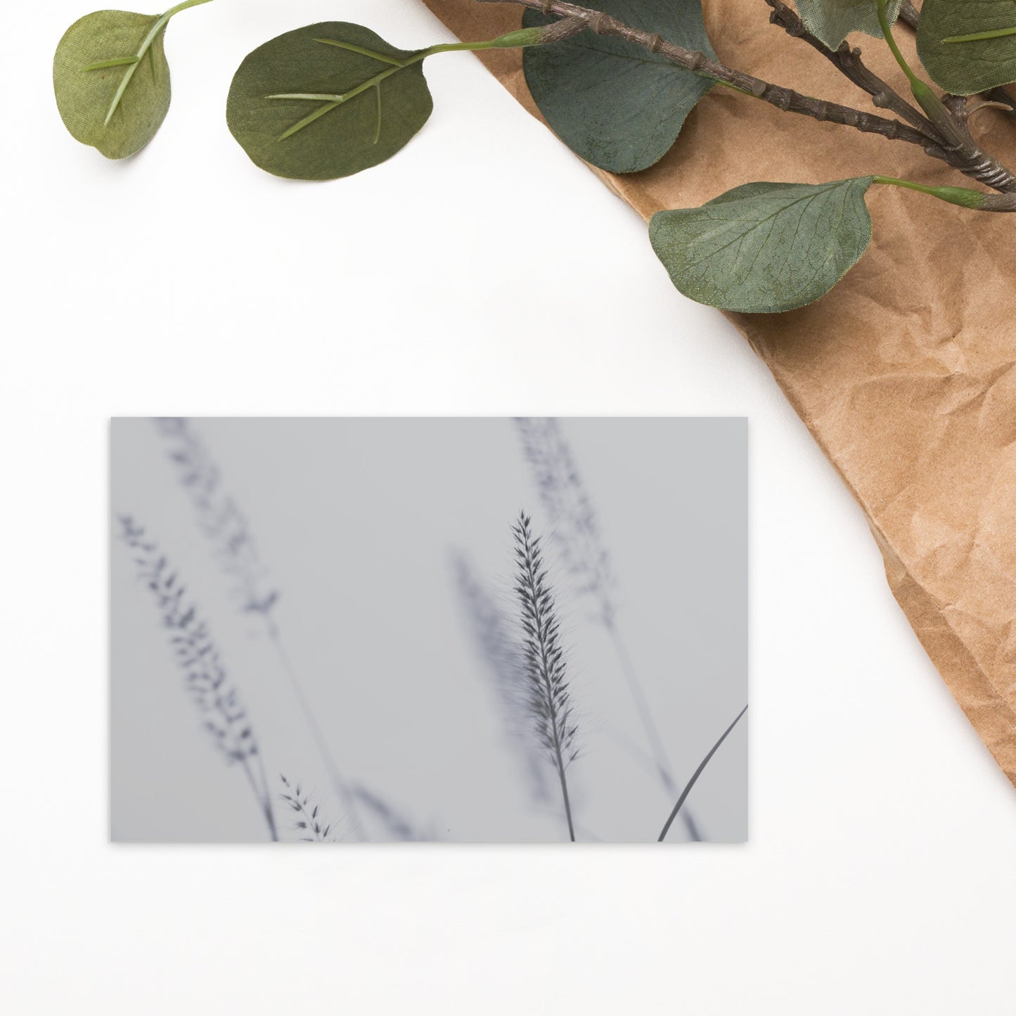 Minimalist mode style postcard featuring a 'Foxtail Grass' print / モードストリート系デザインのポストカード、「Foxtail Grass（エノコログサ）」のプリント（ポストカード）