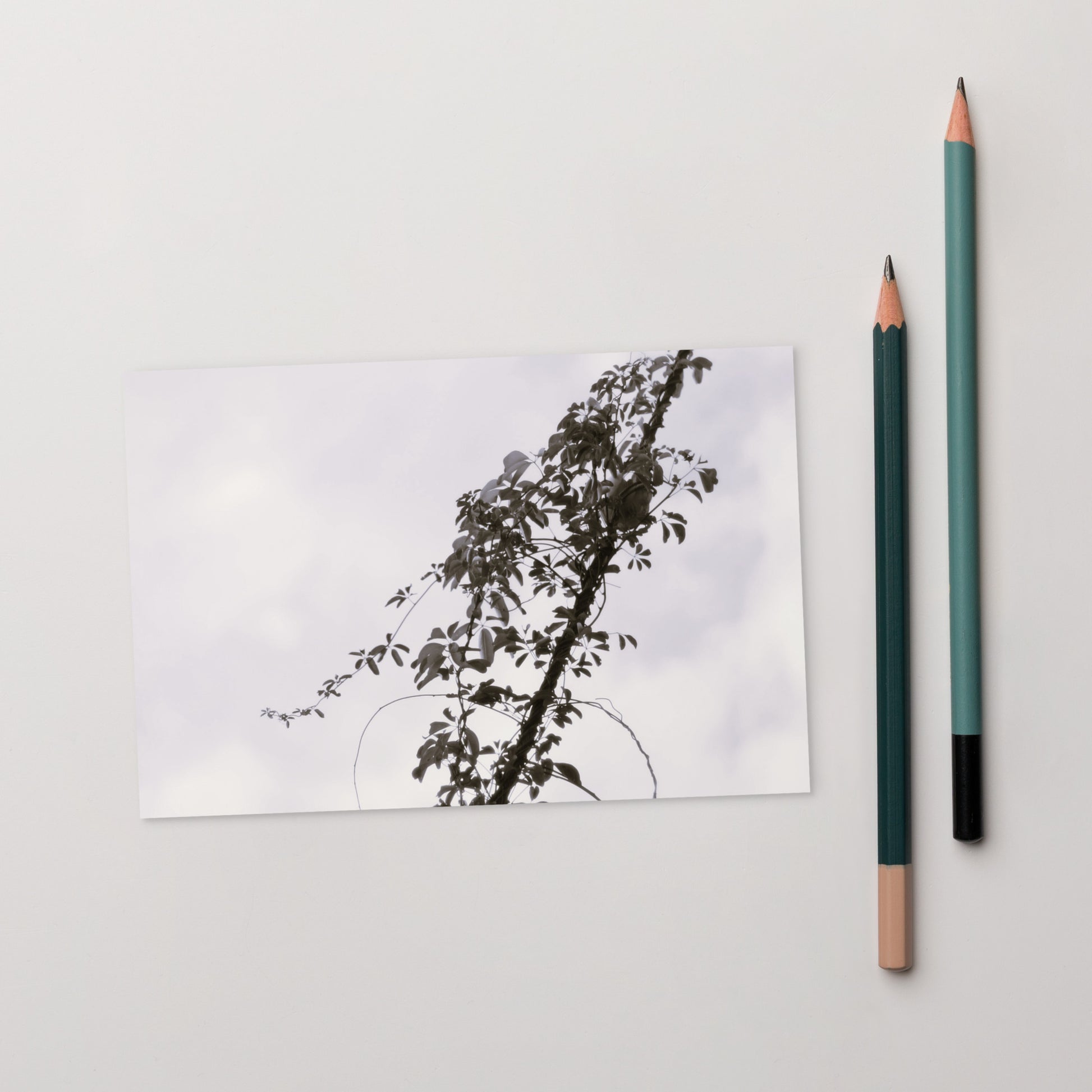 Minimalist mode style postcard featuring a 'Vines Entangled on a Utility Pole' black and white photo print / モードストリート系デザインのポストカード、「電柱に絡まるツル」のモノクロ写真プリント（ポストカード）