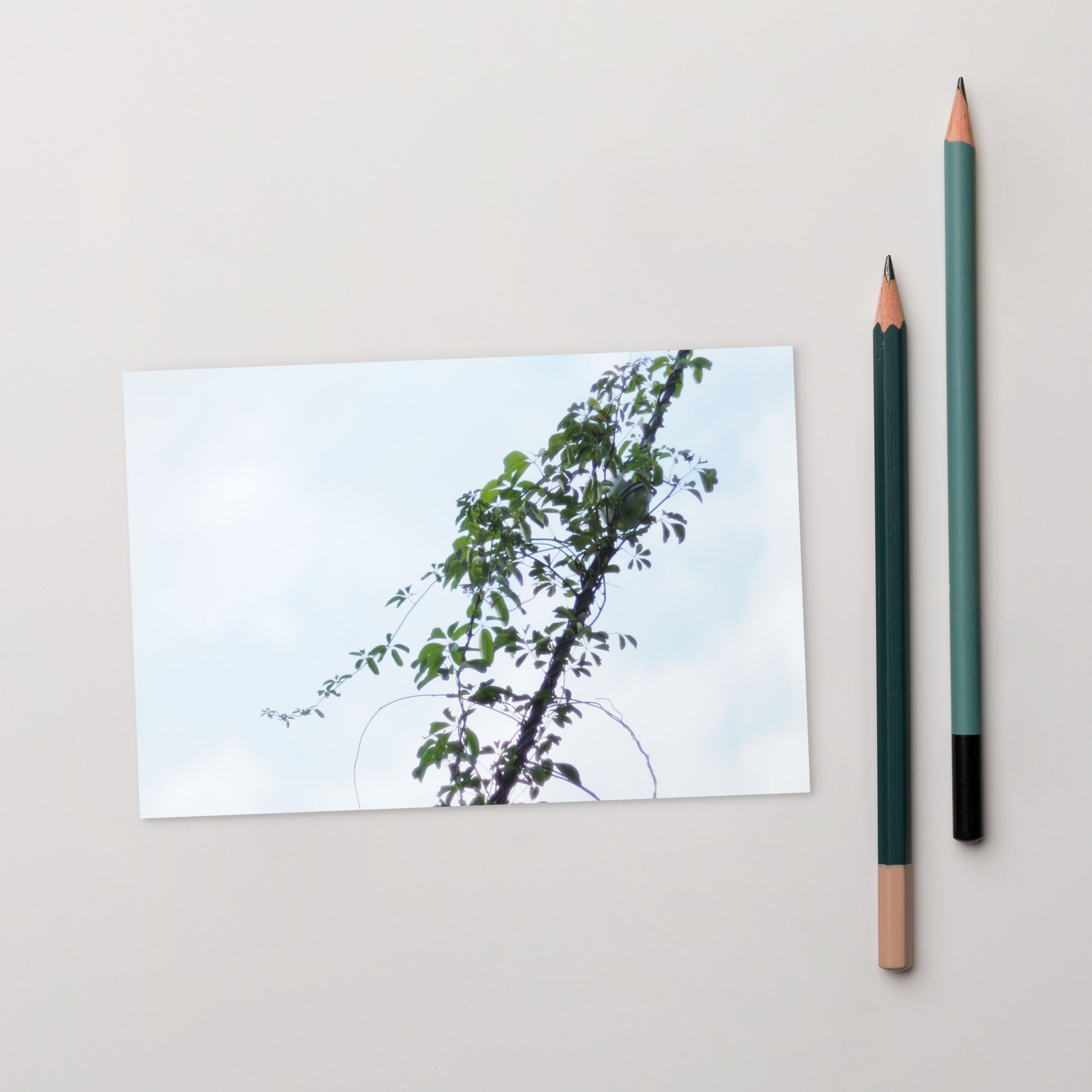 Minimalist mode style postcard featuring a 'Vines Entangled on a Utility Pole' photo print / モードストリート系デザインのポストカード、「電柱に絡まるツル」の写真プリント（ポストカード）