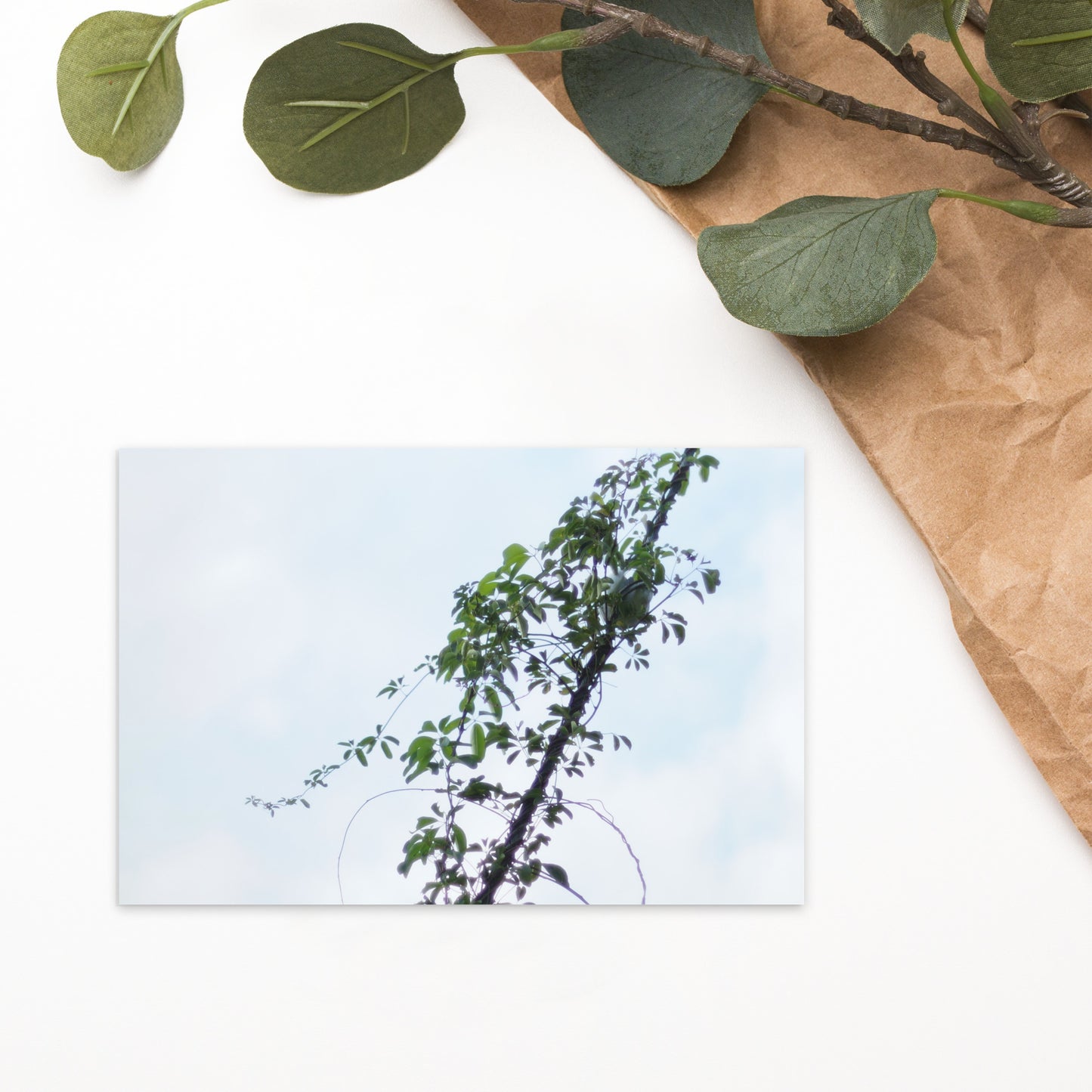 Minimalist mode style postcard featuring a 'Vines Entangled on a Utility Pole' photo print / モードストリート系デザインのポストカード、「電柱に絡まるツル」の写真プリント（ポストカード）