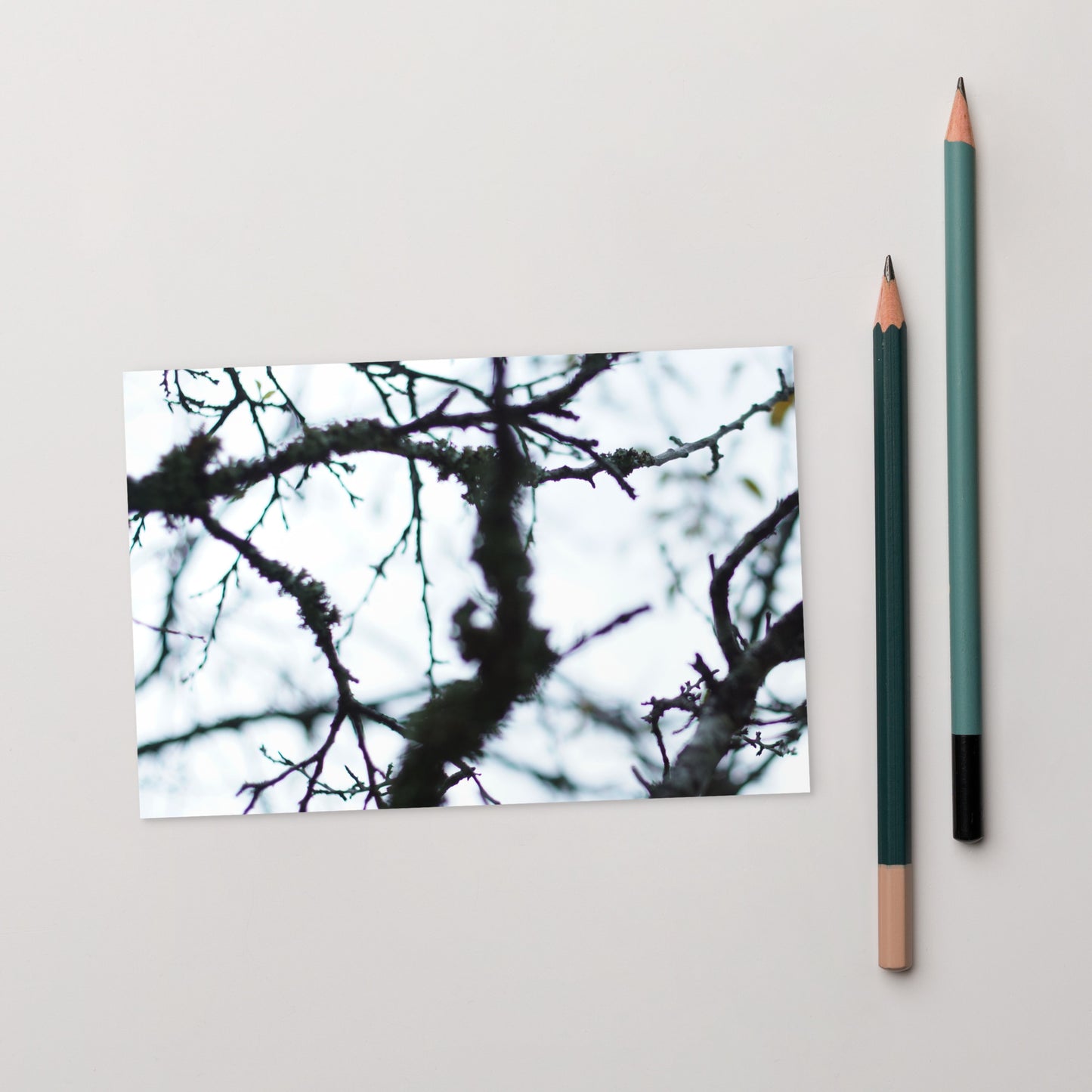 Minimalist mode style postcard featuring a 'Bare Tree' art print / モードストリート系デザインのポストカード、「Bare Tree（枯れ木）」のアートプリント（ポストカード）