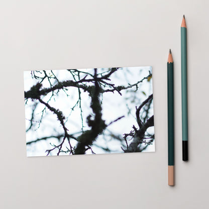 Minimalist mode style postcard featuring a 'Bare Tree' art print / モードストリート系デザインのポストカード、「Bare Tree（枯れ木）」のアートプリント（ポストカード）