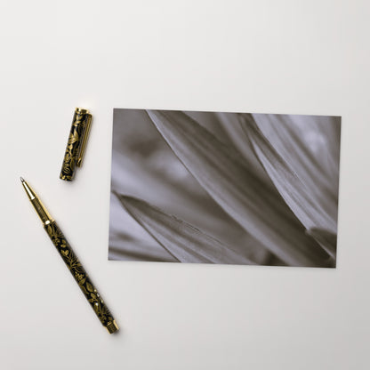 Minimalist style postcard featuring a high-quality black and white photograph of a Yucca plant. Printed on thick, durable, matte cardstock. A sophisticated botanical accent for modern interior design, ideal as a message card or mini-art. / モードストリート系デザインのユッカ植物のモノクロ写真ポストカード。厚手で高品質なマット紙を使用。モダンなインテリアのアクセントやミニマルなアートとして飾るのに最適。