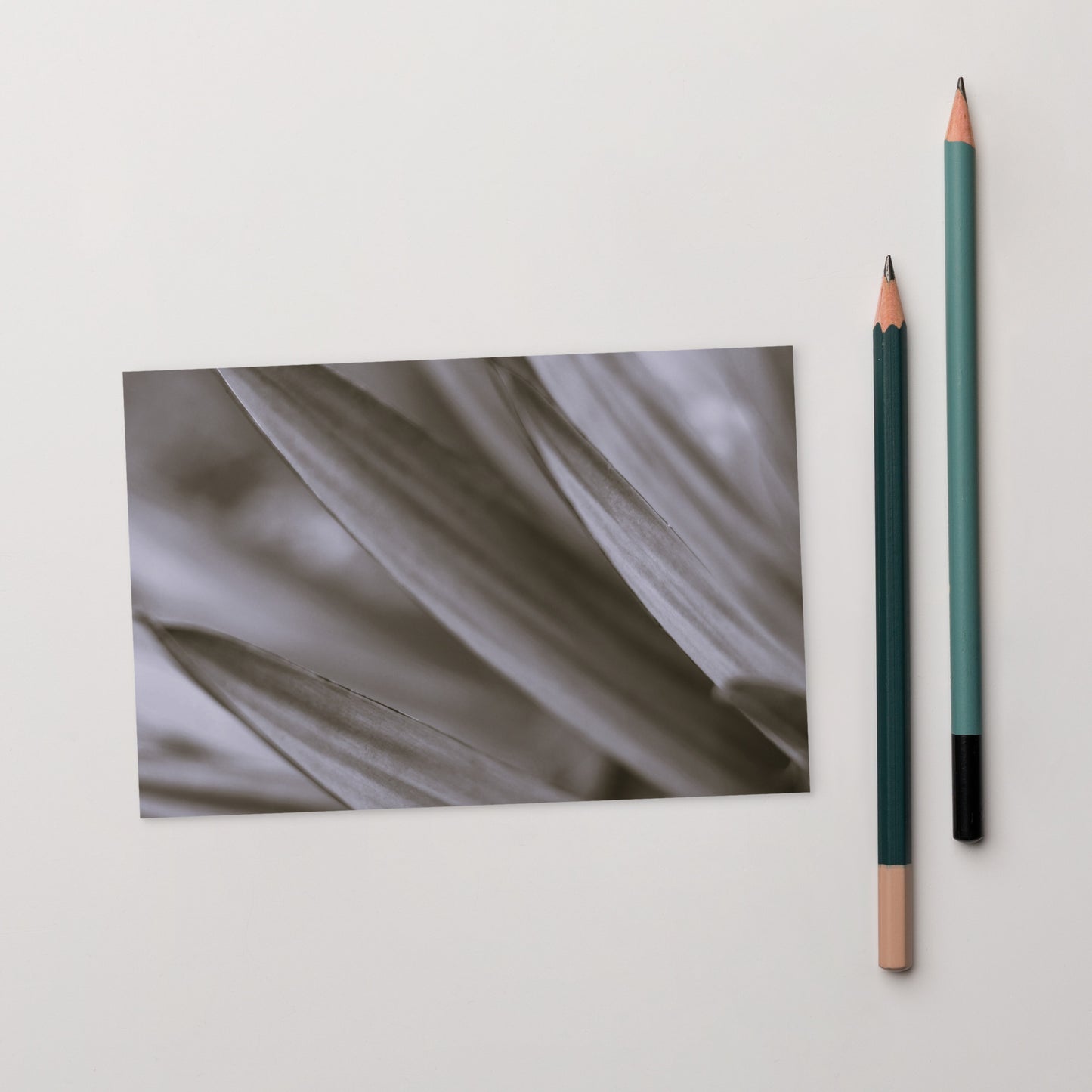 Minimalist style postcard featuring a high-quality black and white photograph of a Yucca plant. Printed on thick, durable, matte cardstock. A sophisticated botanical accent for modern interior design, ideal as a message card or mini-art. / モードストリート系デザインのユッカ植物のモノクロ写真ポストカード。厚手で高品質なマット紙を使用。モダンなインテリアのアクセントやミニマルなアートとして飾るのに最適。