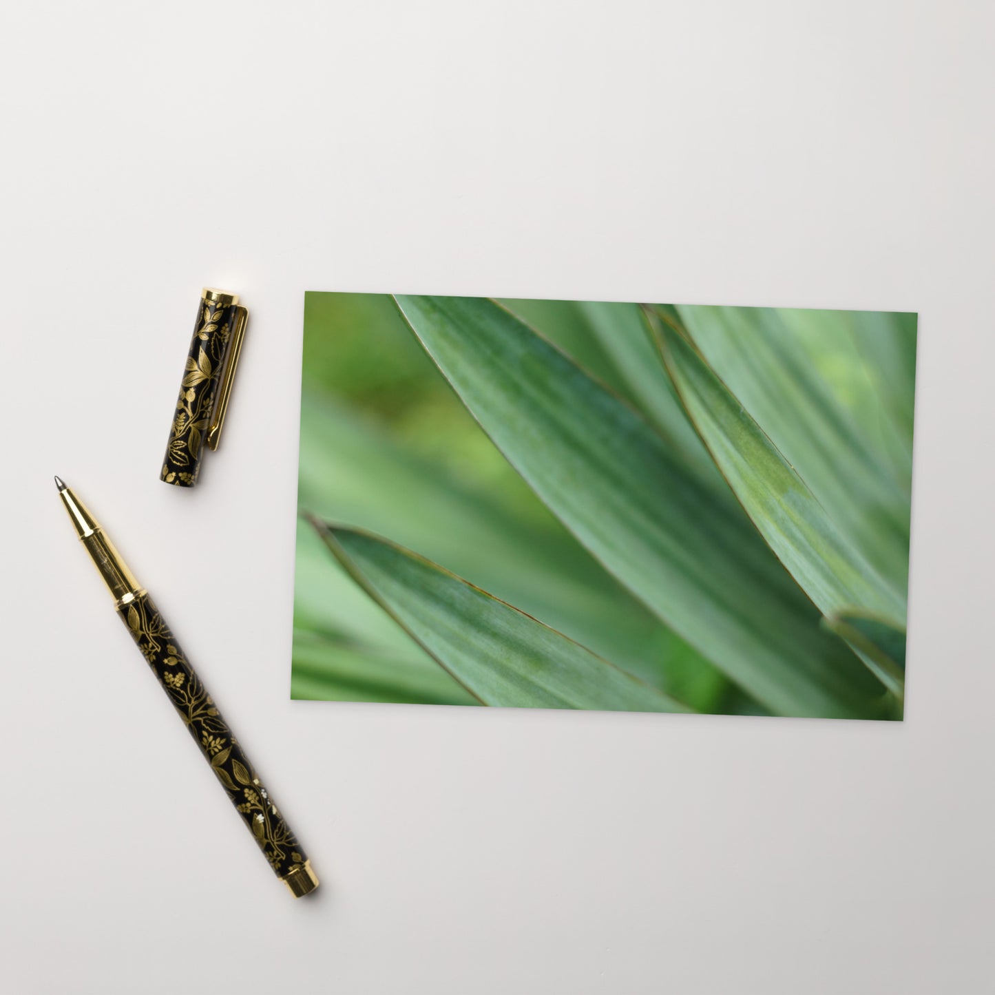 Minimalist streetwear style postcard featuring a high-quality color photograph of a Yucca plant. Printed on thick, durable matte cardstock. A sophisticated botanical accent for modern home decor. / モードストリート系デザインのユッカ植物のカラー写真ポストカード。厚手で高品質なマット紙を使用。モダンなインテリアのアクセントや、ミニマルなアートとして飾るのに最適。