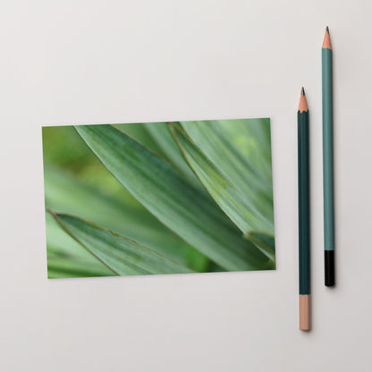 Minimalist streetwear style postcard featuring a high-quality color photograph of a Yucca plant. Printed on thick, durable matte cardstock. A sophisticated botanical accent for modern home decor. / モードストリート系デザインのユッカ植物のカラー写真ポストカード。厚手で高品質なマット紙を使用。モダンなインテリアのアクセントや、ミニマルなアートとして飾るのに最適。