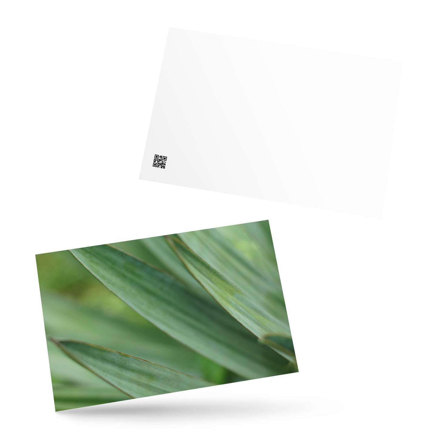 Minimalist streetwear style postcard featuring a high-quality color photograph of a Yucca plant. Printed on thick, durable matte cardstock. A sophisticated botanical accent for modern home decor. / モードストリート系デザインのユッカ植物のカラー写真ポストカード。厚手で高品質なマット紙を使用。モダンなインテリアのアクセントや、ミニマルなアートとして飾るのに最適。