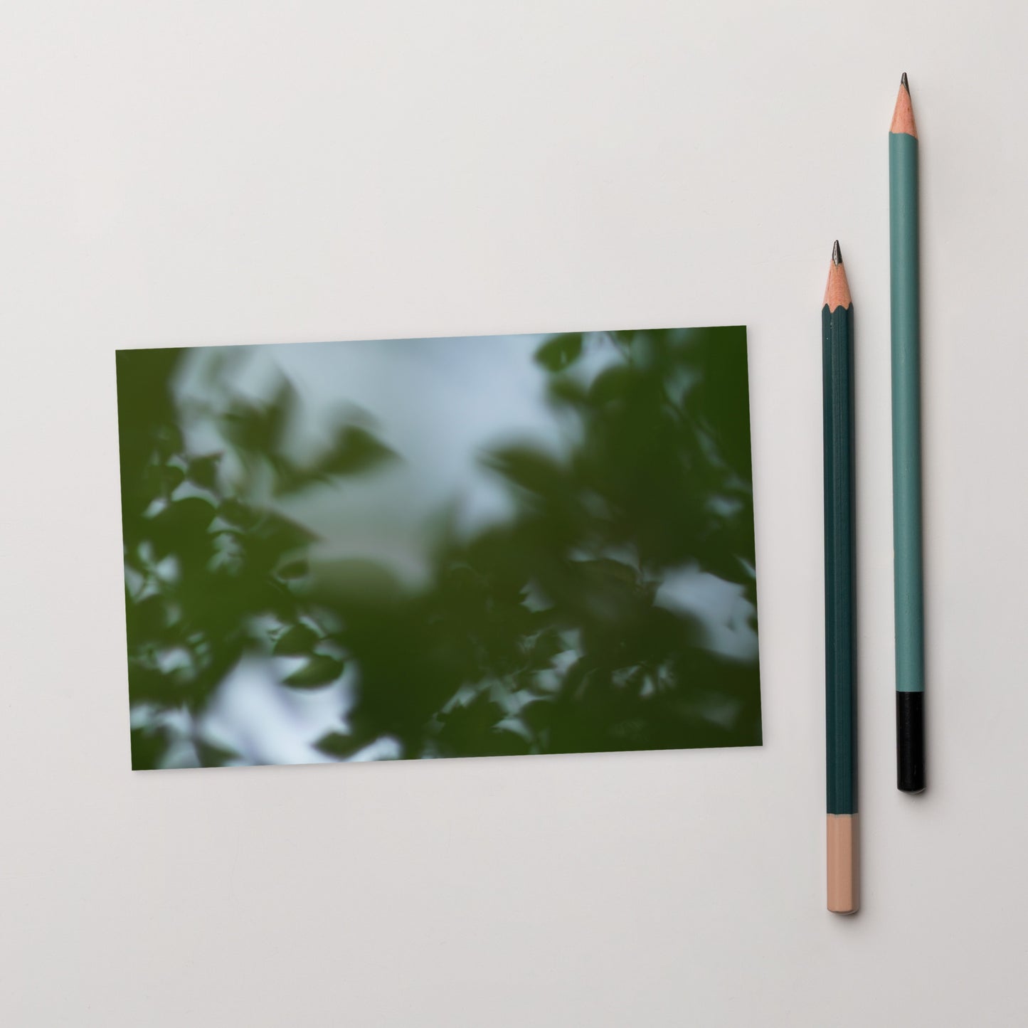 Minimalist streetwear style postcard featuring a 'Tree Branches' botanical photograph. Printed on thick, durable matte cardstock. / Tree Branches ポストカード：モノクロームの枝が際立つ、モードストリート系デザインのミニマリスト・ポストカード。厚手のマット紙を使用。