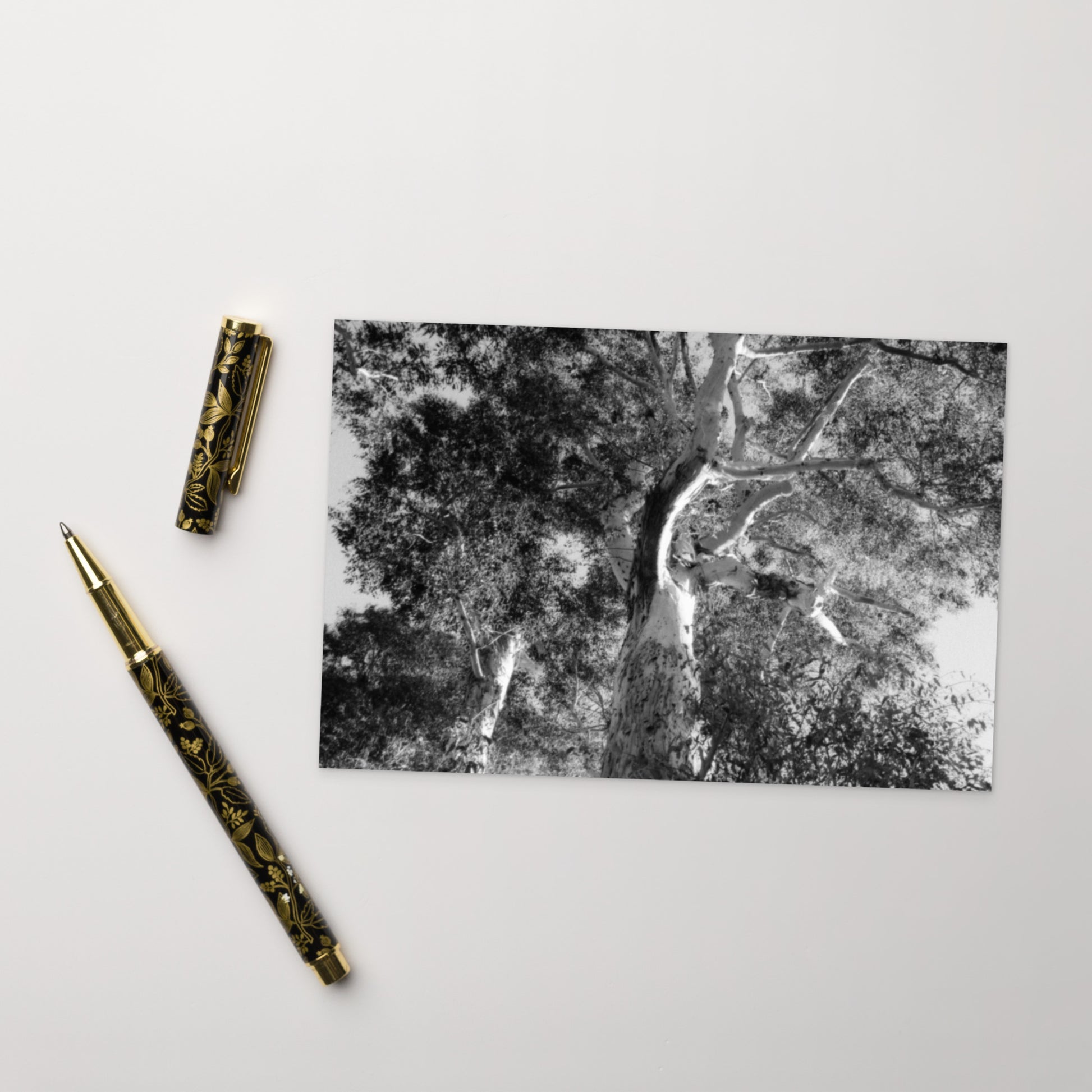 Minimalist streetwear style postcard featuring the 'Eucalyptus Tree (B&W)' photo art. / モードストリート系ポストカード：「ユーカリの木（モノクロ）」のフォトアートを配したデザイン。