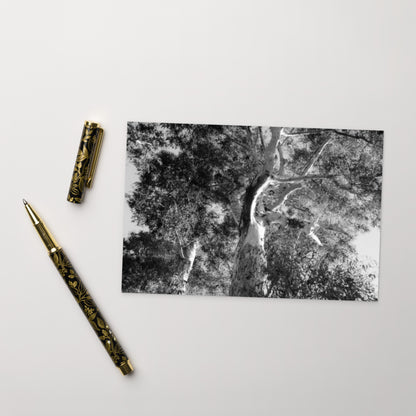 Minimalist streetwear style postcard featuring the 'Eucalyptus Tree (B&W)' photo art. / モードストリート系ポストカード：「ユーカリの木（モノクロ）」のフォトアートを配したデザイン。