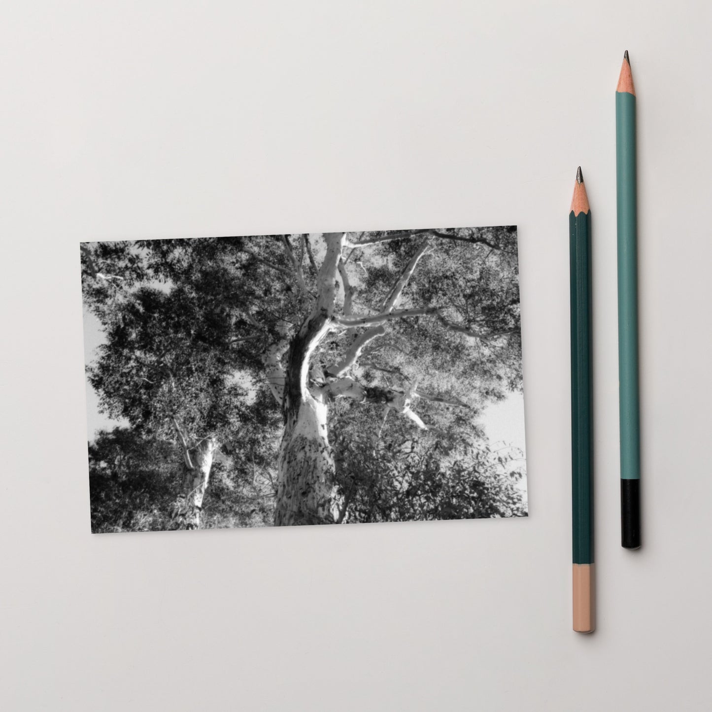 Minimalist streetwear style postcard featuring the 'Eucalyptus Tree (B&W)' photo art. / モードストリート系ポストカード：「ユーカリの木（モノクロ）」のフォトアートを配したデザイン。