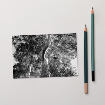 Minimalist streetwear style postcard featuring the 'Eucalyptus Tree (B&W)' photo art. / モードストリート系ポストカード：「ユーカリの木（モノクロ）」のフォトアートを配したデザイン。
