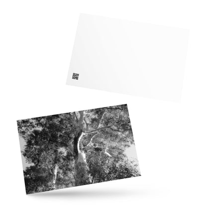 Minimalist streetwear style postcard featuring the 'Eucalyptus Tree (B&W)' photo art. / モードストリート系ポストカード：「ユーカリの木（モノクロ）」のフォトアートを配したデザイン。