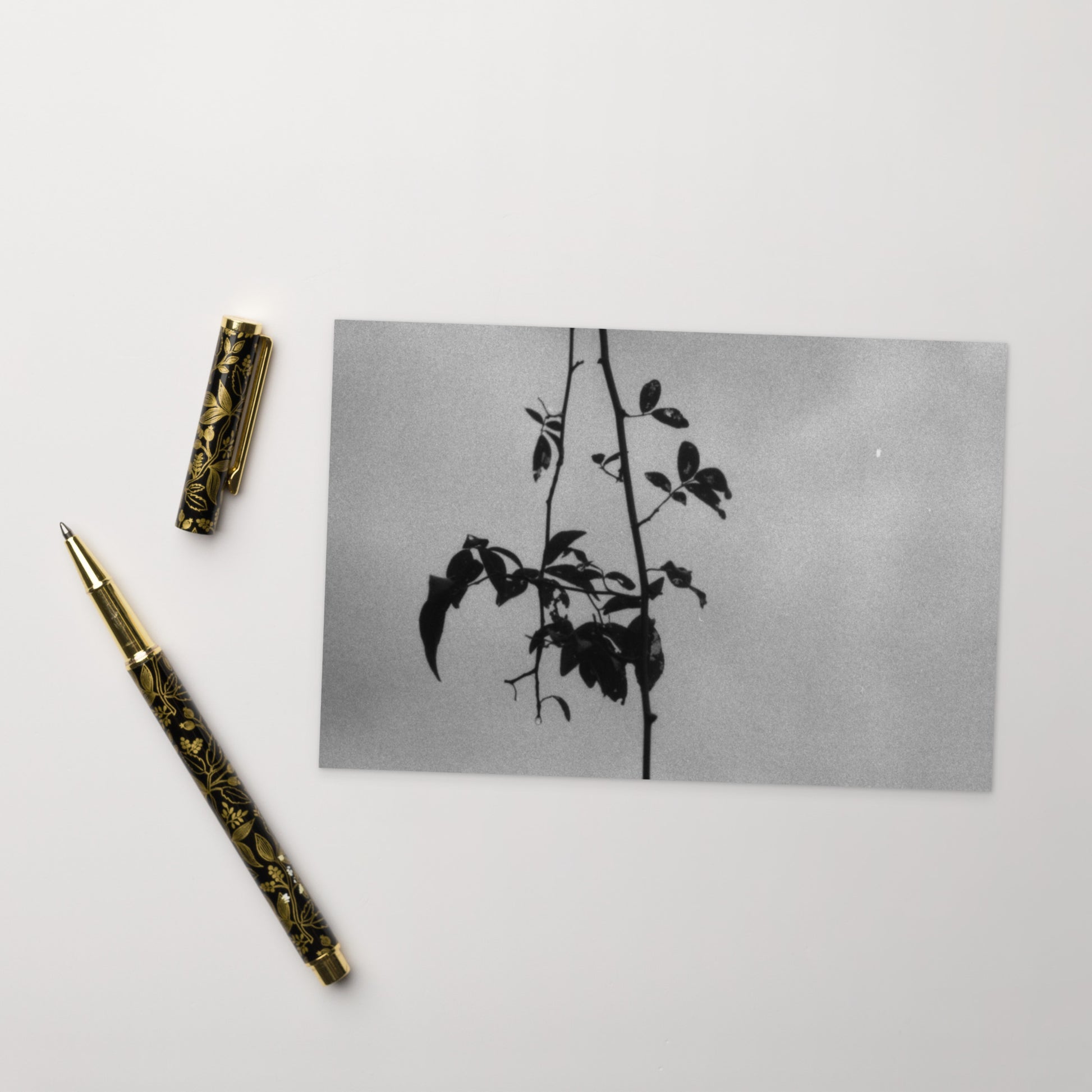 Minimalist streetwear style postcard featuring the 'Eucalyptus Tree (B&W)' photo art. / モードストリート系ポストカード：「ユーカリの木（モノクロ）」のフォトアートを配したデザイン。