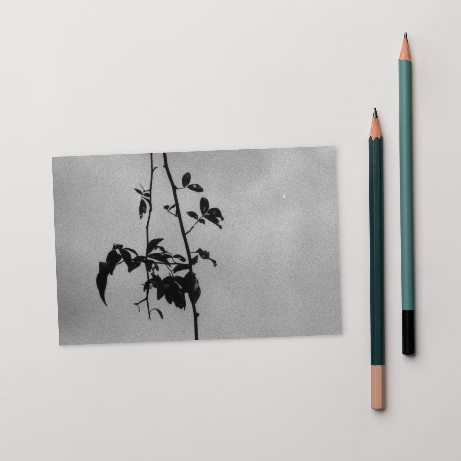 Minimalist streetwear style postcard featuring the 'Eucalyptus Tree (B&W)' photo art. / モードストリート系ポストカード：「ユーカリの木（モノクロ）」のフォトアートを配したデザイン。
