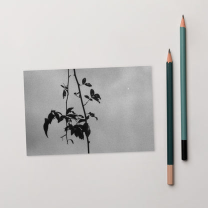 Minimalist streetwear style postcard featuring the 'Eucalyptus Tree (B&W)' photo art. / モードストリート系ポストカード：「ユーカリの木（モノクロ）」のフォトアートを配したデザイン。