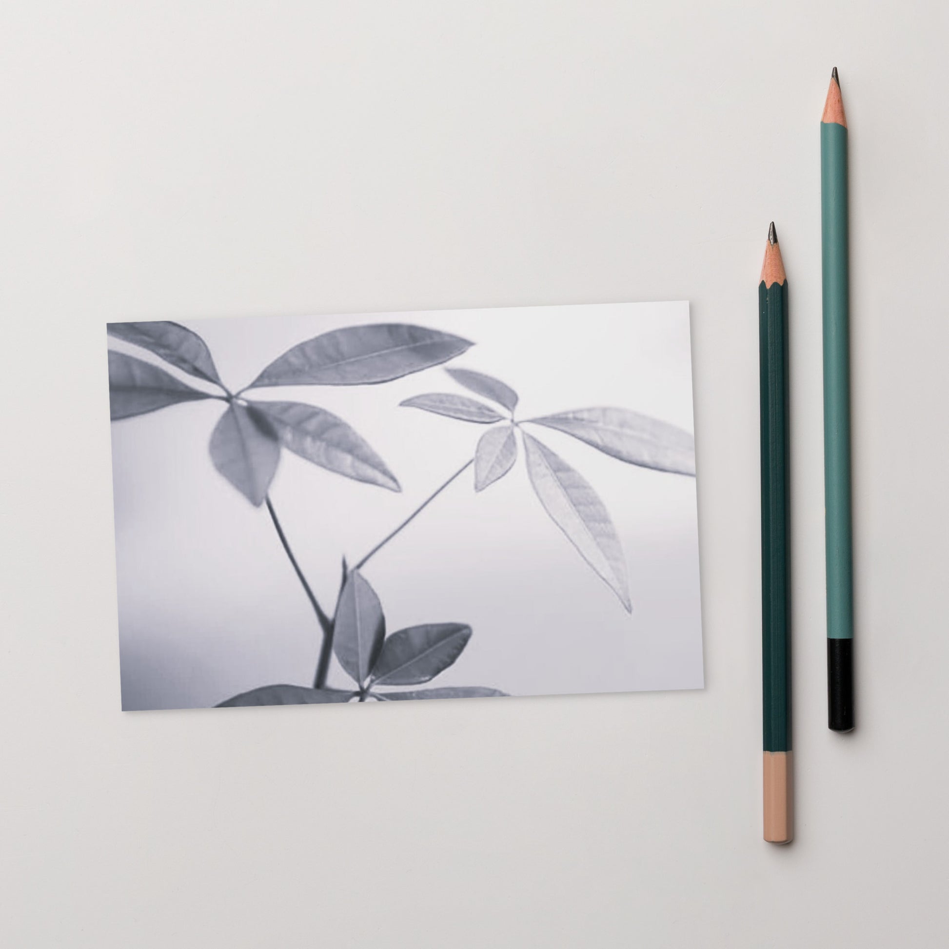 Minimalist art postcard featuring the 'Botanical (B&W)' photo art. / ポストカード：「ボタニカル (モノクロ)」のフォトアートを配したミニマリストデザイン。