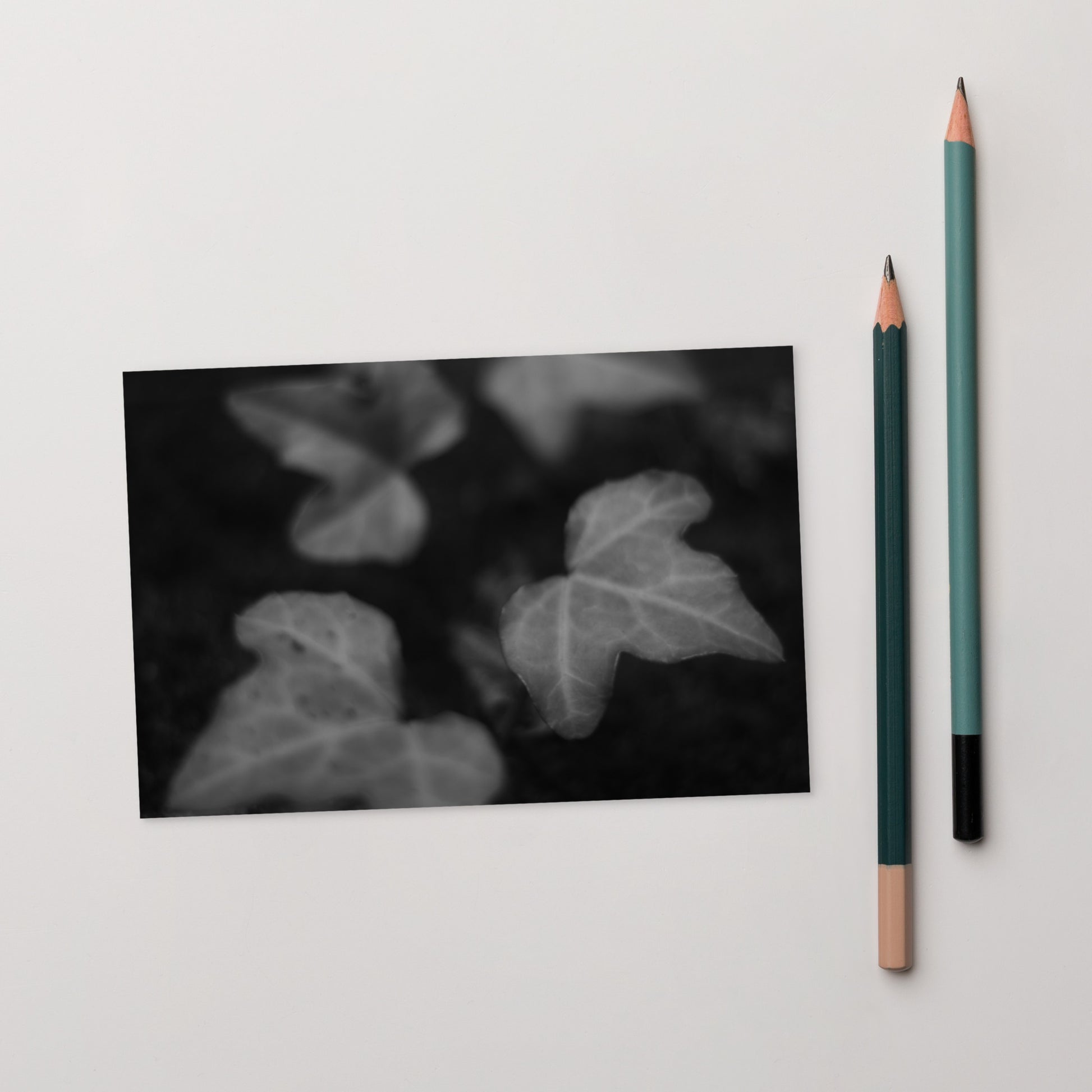 Minimalist mode style postcard featuring an 'ivy' black and white photo print / モードストリート系デザインのポストカード、「ivy（アイビー）」のモノクロ写真プリント（ポストカード）